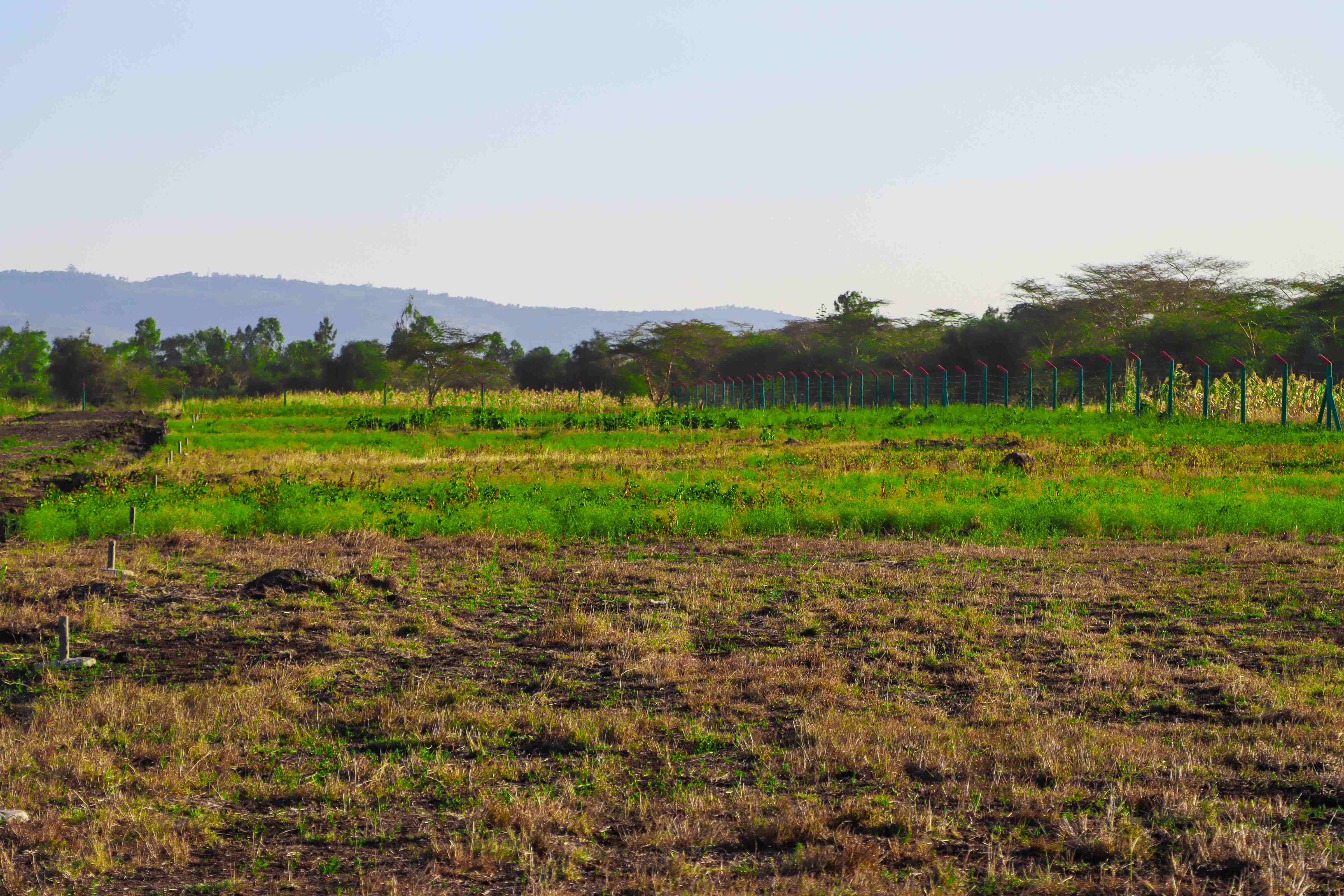 PLOTS FOR SALE IN KOMAROCK 445K (KOMAROCK FURAHA GARDENS)